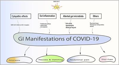 Prevalence, Mechanisms, and Implications of Gastrointestinal Symptoms in COVID-19
